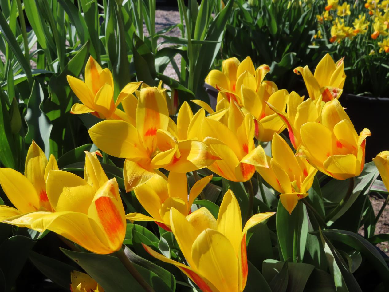 Tulp-Guiseppe-Verdi-3 Guiseppe Verdi - Afbeelding 1