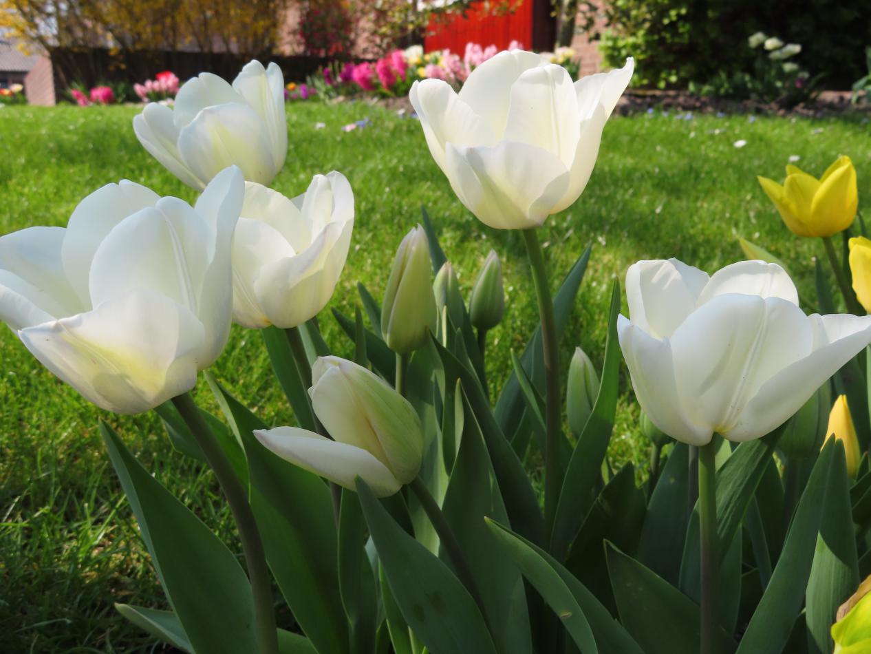 Tulp-Gwen-1 Gwen - Afbeelding 1
