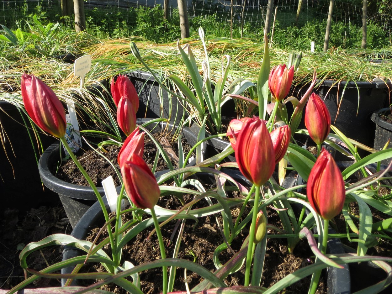 Tulp-Hageri-Splendens-1 Hageri Splendens - Afbeelding 1