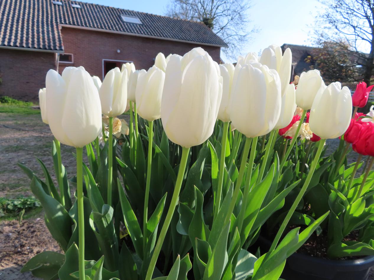 Tulp-Hakuun-1 Hakuun - Afbeelding 1
