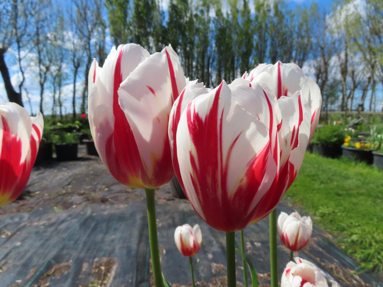 Tulp-Happy-Feet-1 Happy Feet - Afbeelding 1