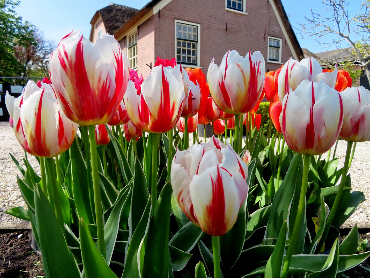 Tulp-Happy-Generation-1 Happy Generation - Afbeelding 1
