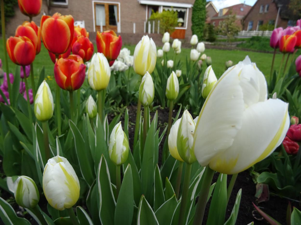 Tulp-Happy-People-1 Happy People - Afbeelding 1