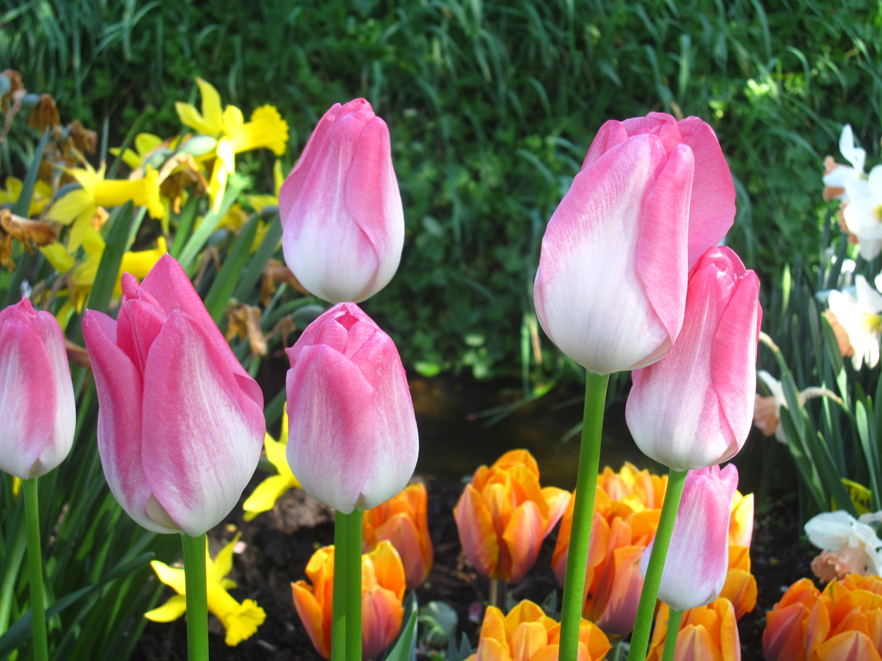 Tulp-Hatzu-Sakuro-1 Hatsuzakura - Afbeelding 1