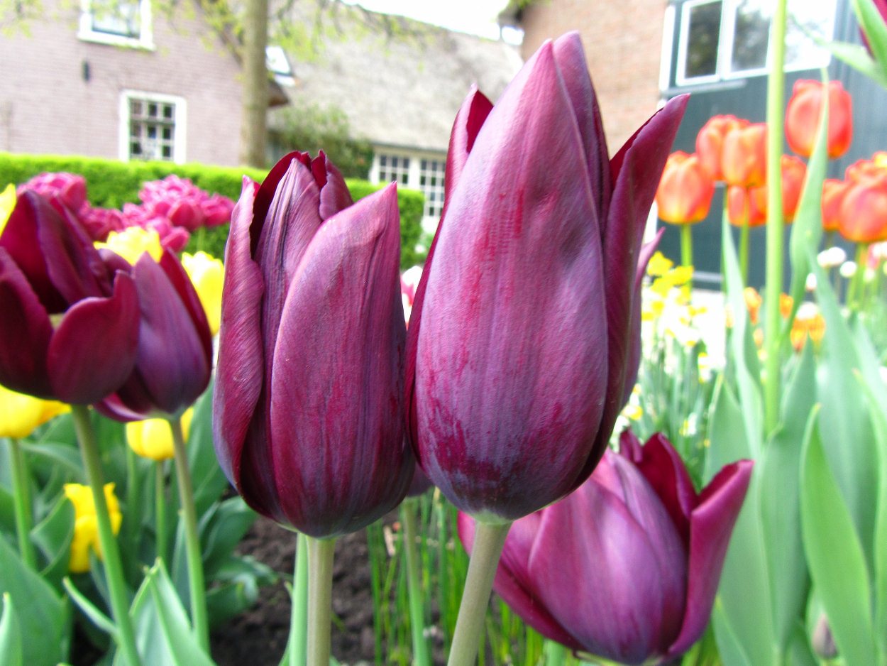 Tulp-Havran-1 Havran - Afbeelding 1