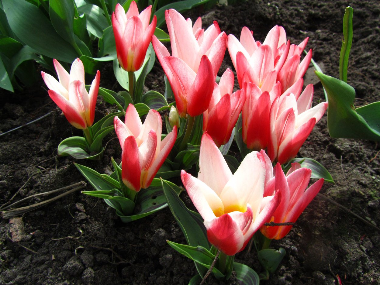 Tulp-Hearts-Delight-1 Heart´s Delight - Afbeelding 1