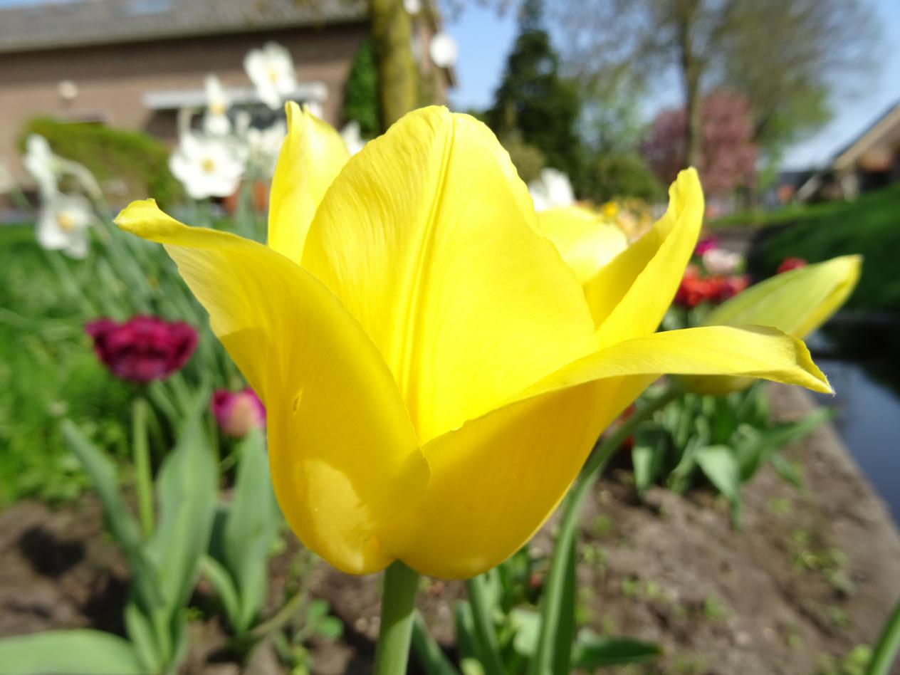Tulp-Hella-Light-3 Hella Lights - Afbeelding 1