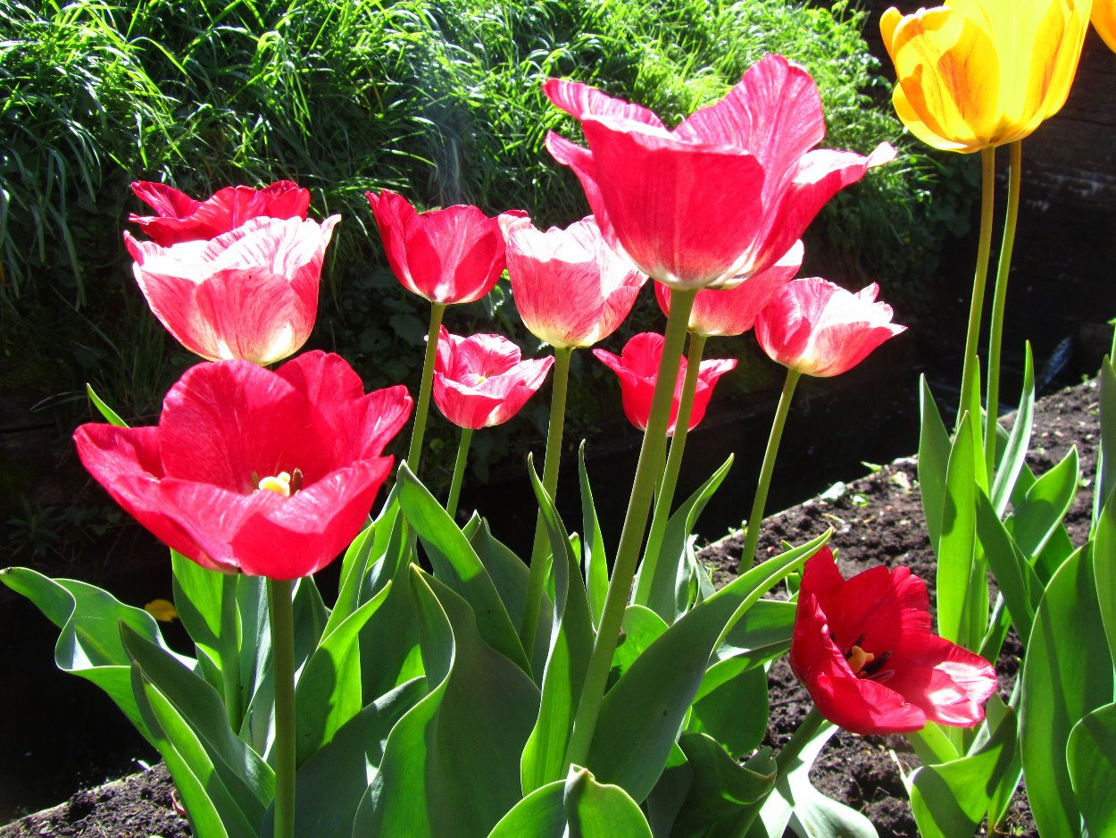Tulp-Hemisphere-1 Hemisphere - Afbeelding 1