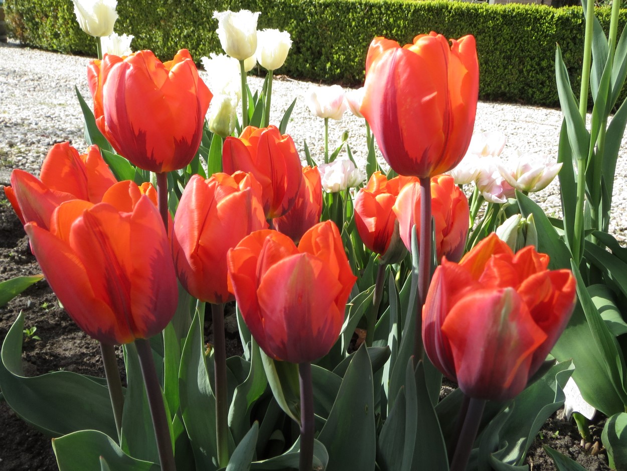 Tulp-Hermitage-1 Hermitage - Afbeelding 1