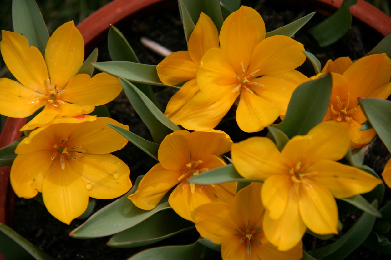 Tulp-Hewerii-1 Hewerii - Afbeelding 1