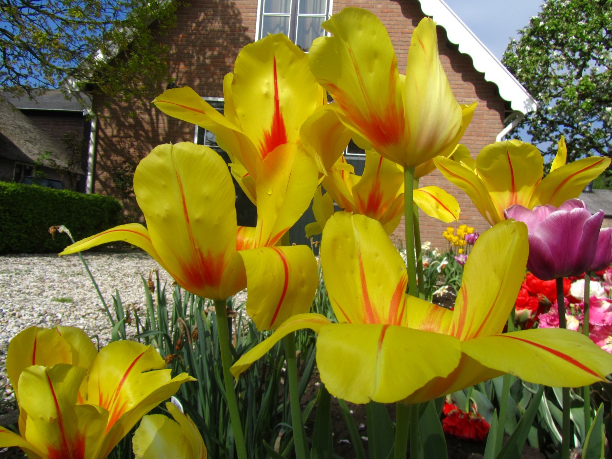 Tulp-Hocus-Pocus-1 Hocus Pocus - Afbeelding 1
