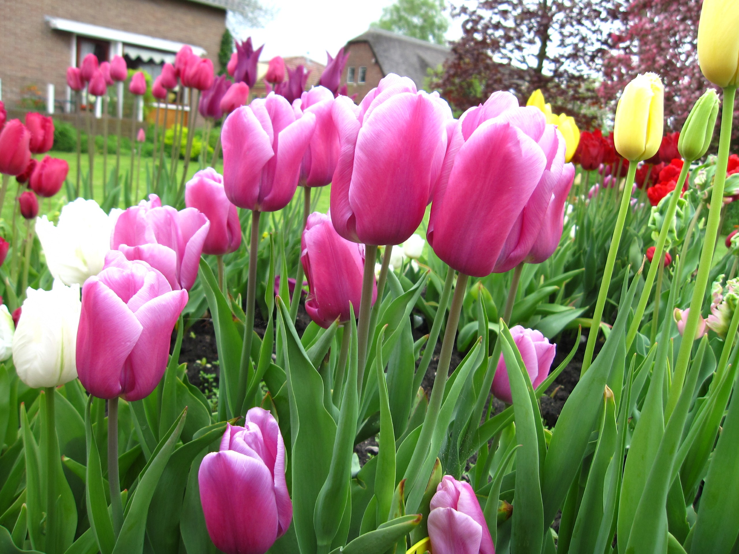 Tulp-Holland-Beauty-1 Holland Beauty - Afbeelding 1