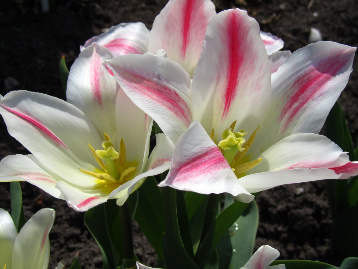 Tulp-Holland-Chic-1 Holland Chic - Afbeelding 1