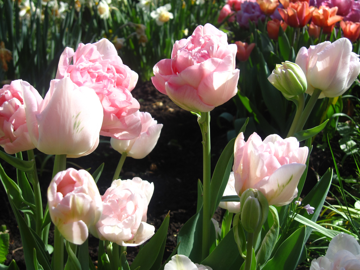 Tulp-Holland-Princess-1 Holland Princess - Afbeelding 1