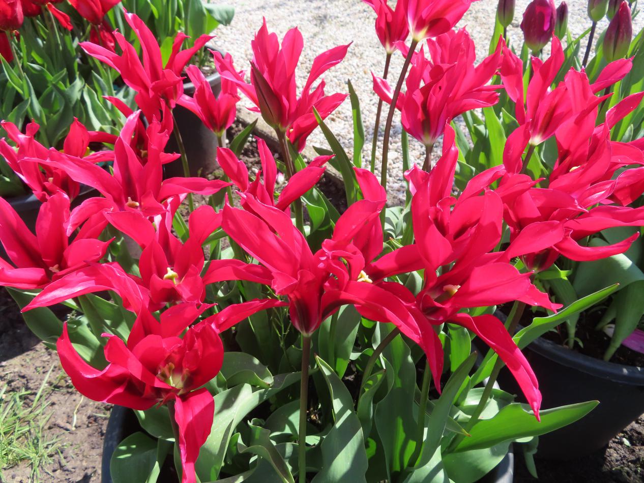 Tulp-Hollywood-1 Hollywood - Afbeelding 1