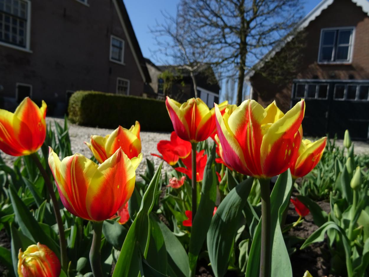 Tulp-Honey-Rag-1 Hot Honey Rag - Afbeelding 1
