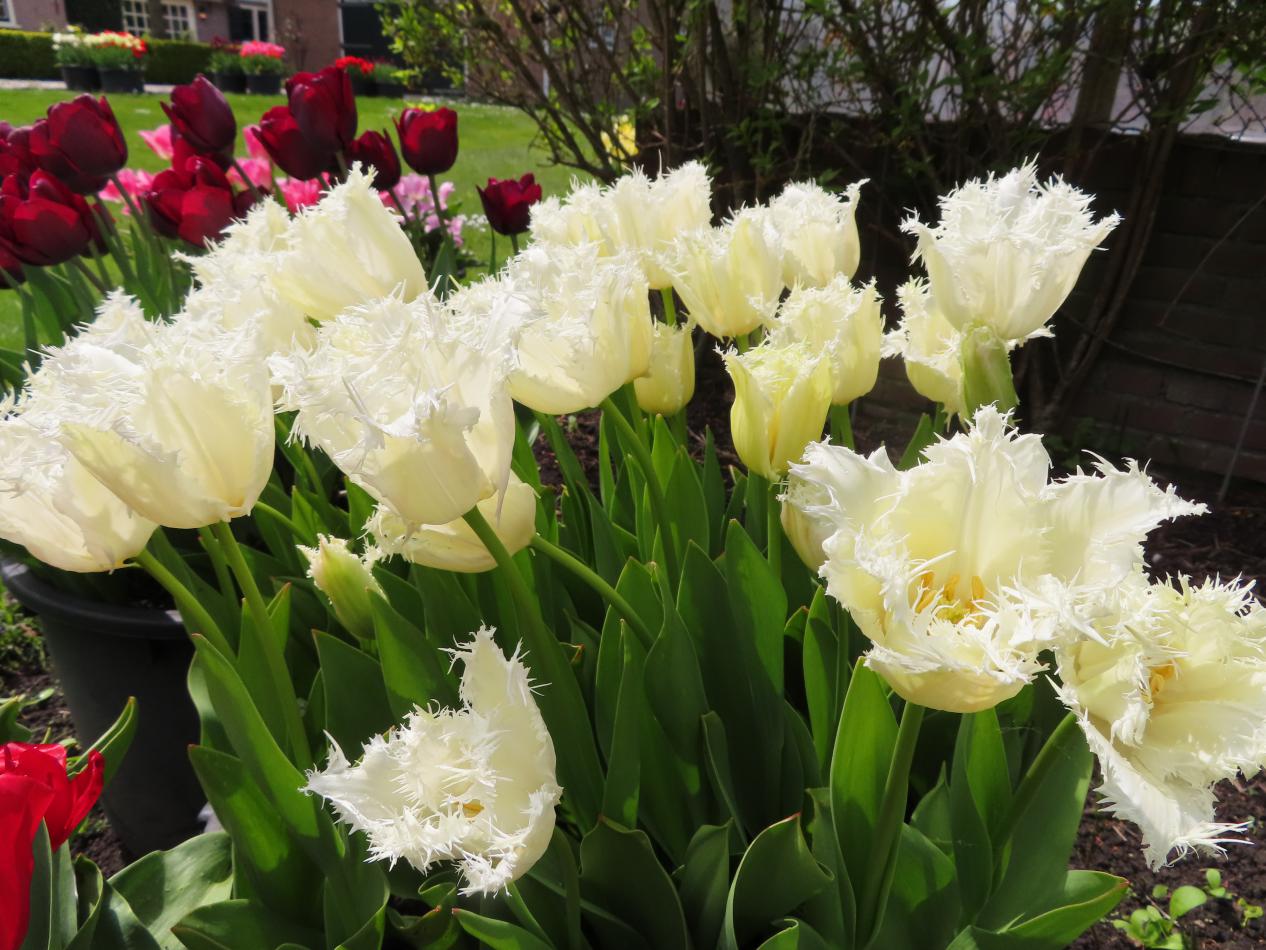Tulp-Honeymoon-2 Honeymoon - Afbeelding 1