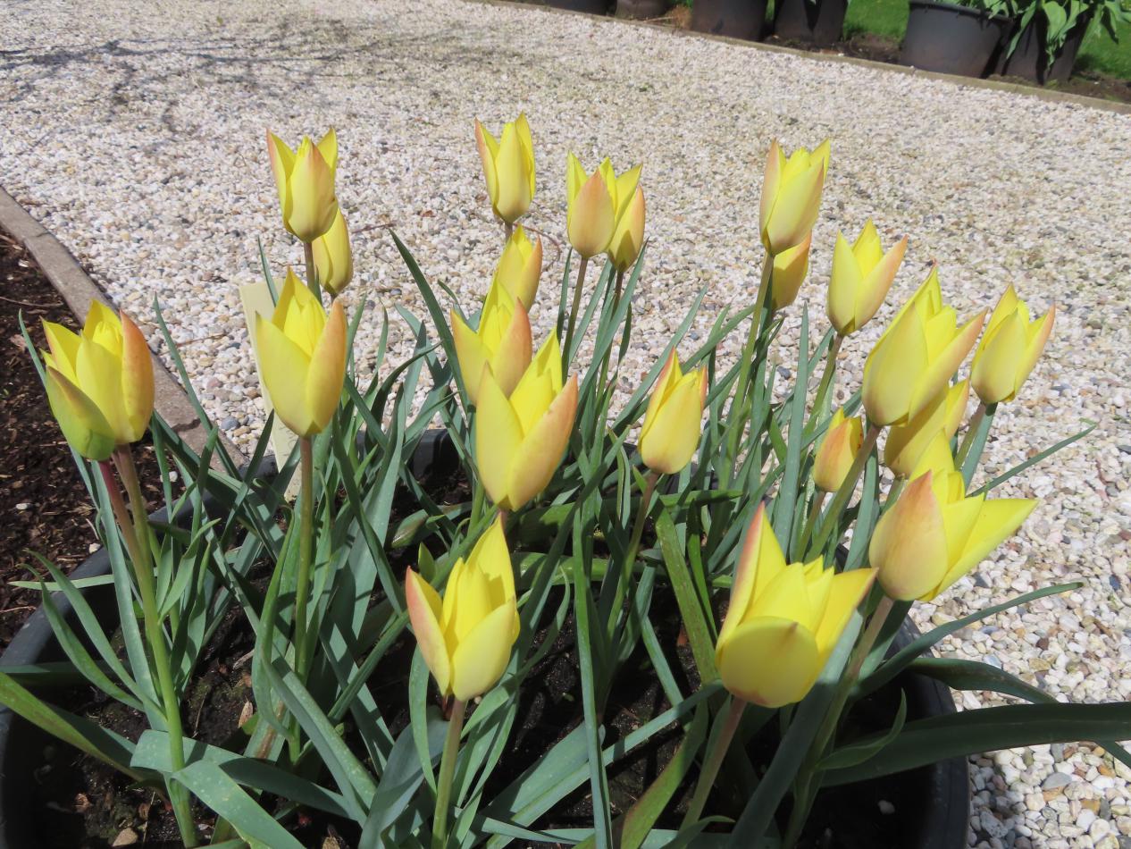 Tulp-Honky-Tonk-1 Honkey Tonk - Afbeelding 1