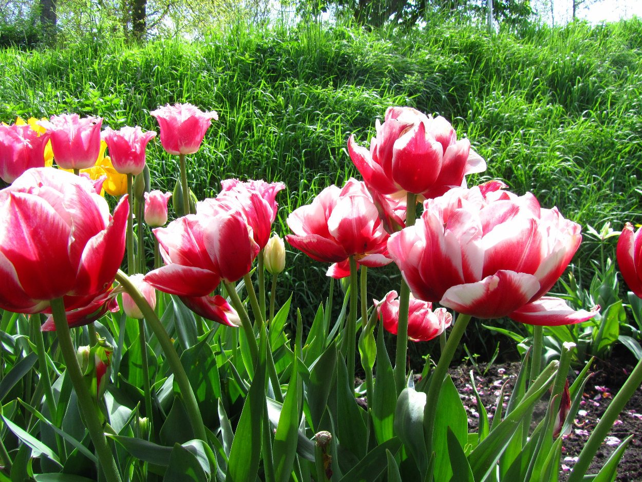 Tulp-Horizon-2 Horizon - Afbeelding 1
