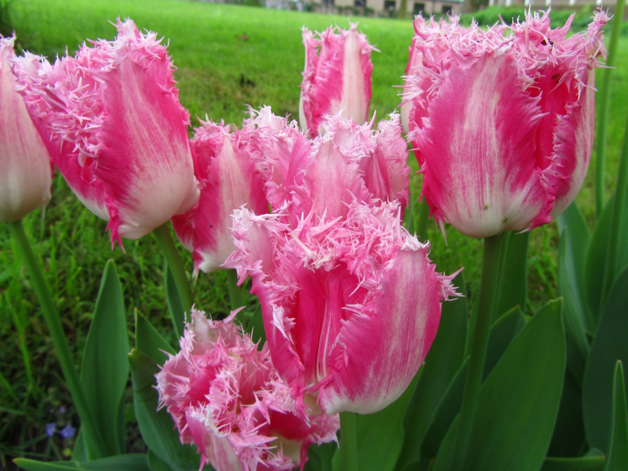 Tulp-Huis-ten-Bosch-1 Huis ten Bosch - Afbeelding 1