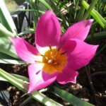 Humilis China Corral