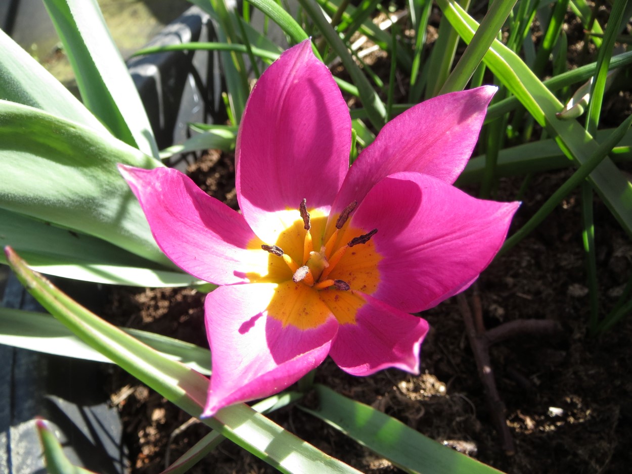Tulp-Hum.-China-Corral-1 Humilis China Corral - Afbeelding 1