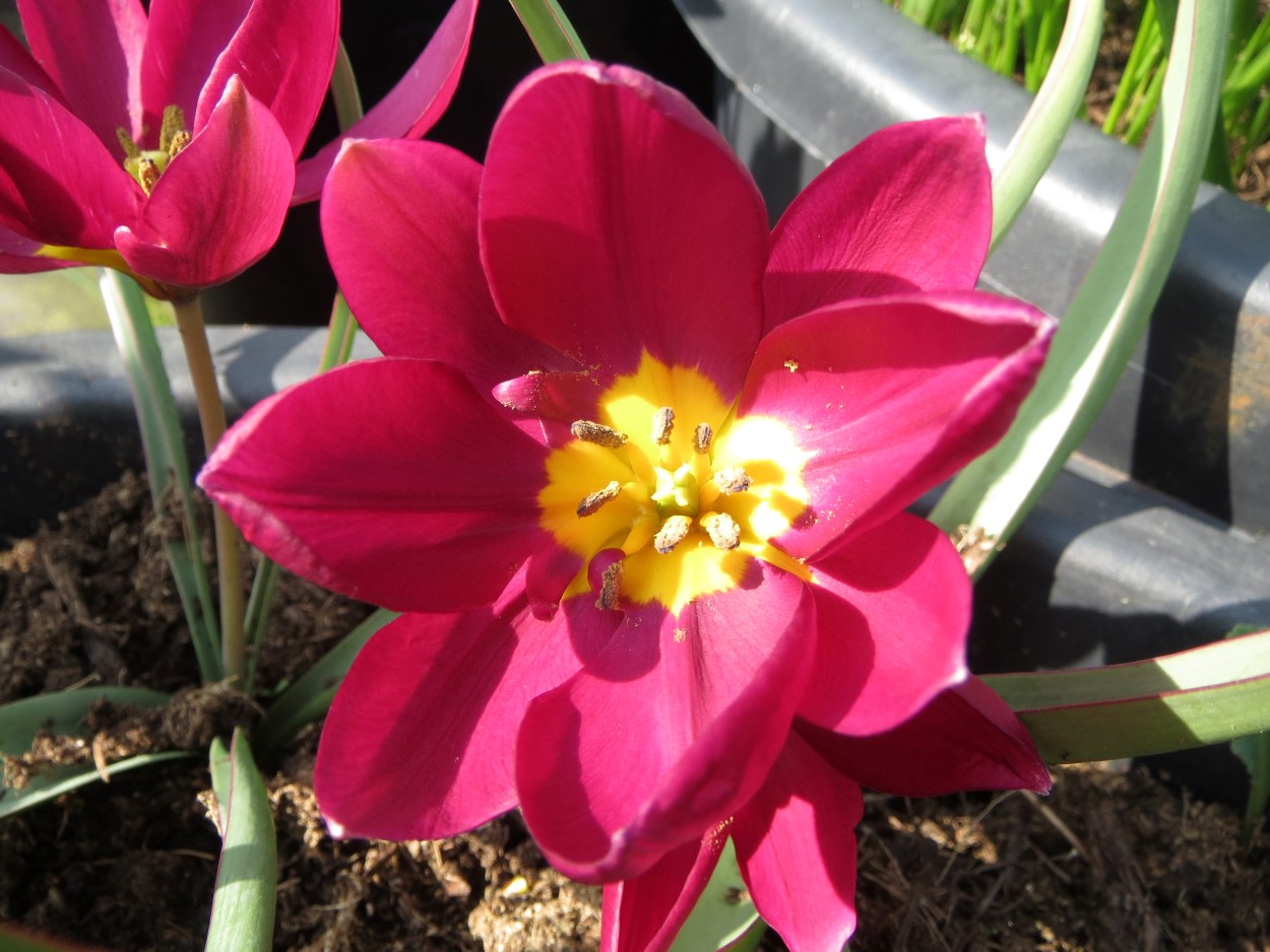 Tulp-Hum.-Odalisque-1 Humilis Odalisque - Afbeelding 1