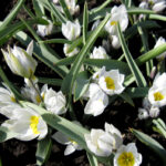 Humillis Alba