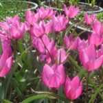 Humilis Helena