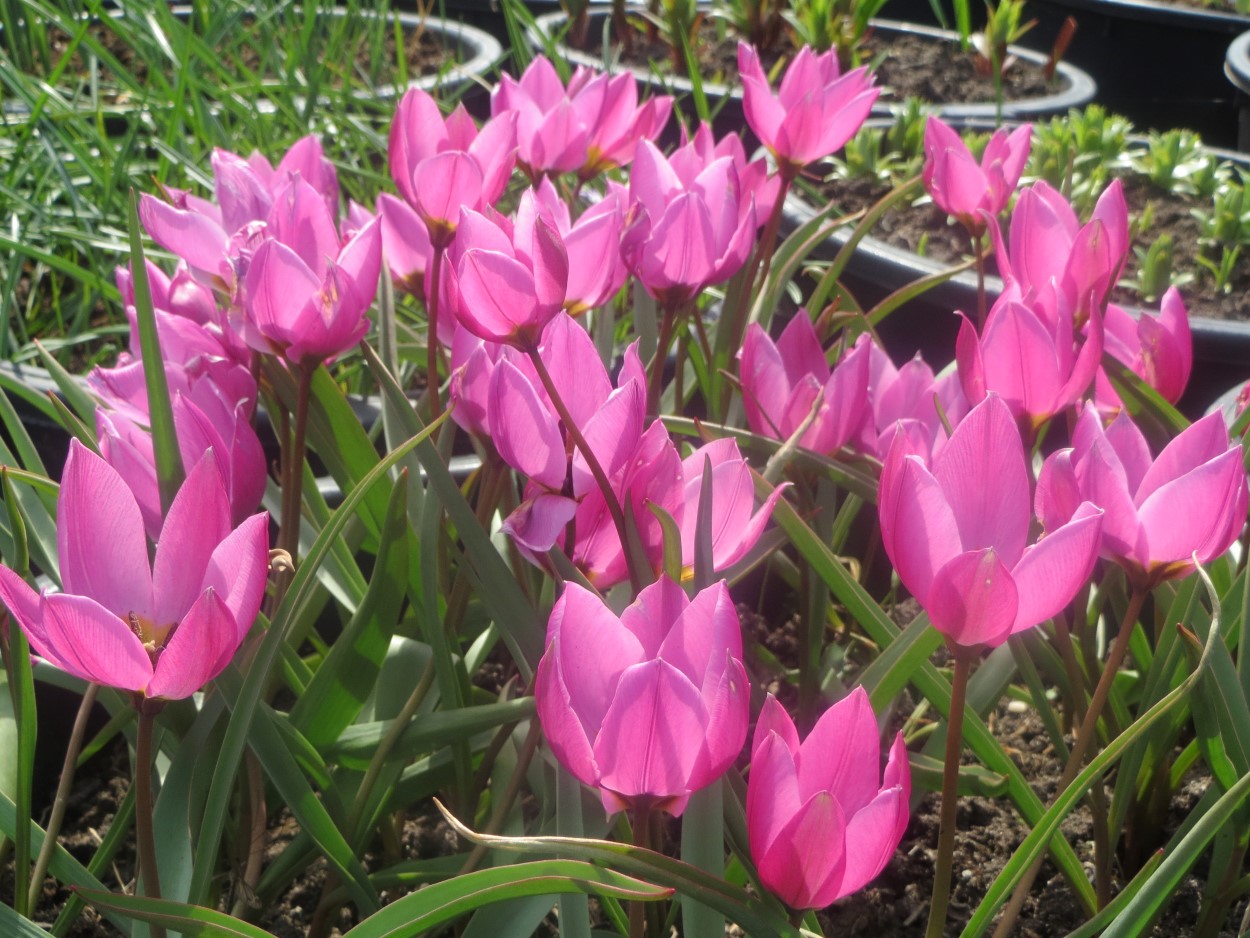 Tulp-Humilis-Helena-1 Humilis Helena - Afbeelding 1