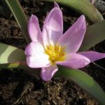 Humilis Magenta Queen