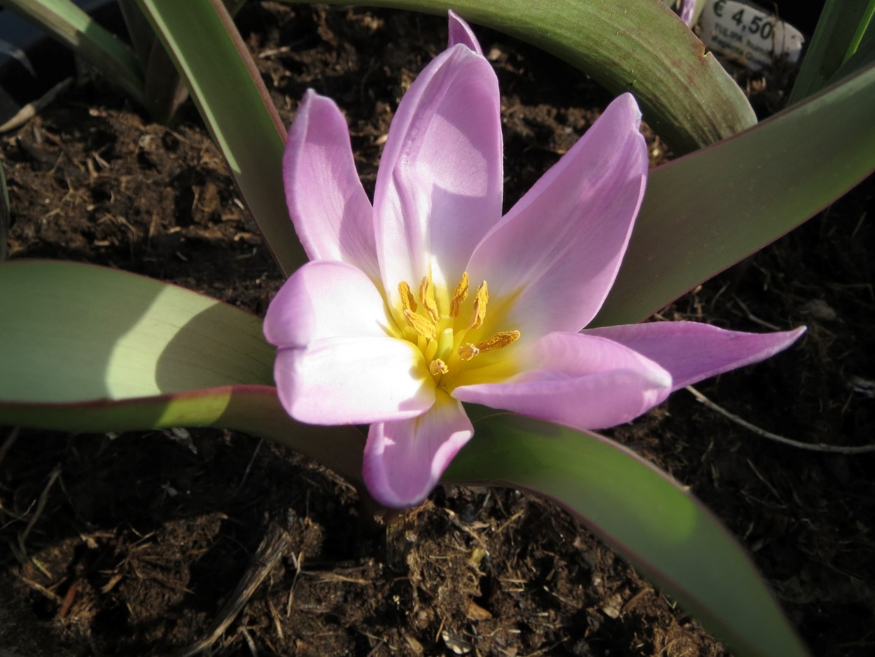 Tulp-Humilis-Magenta-Queen-1 Humilis Magenta Queen - Afbeelding 1