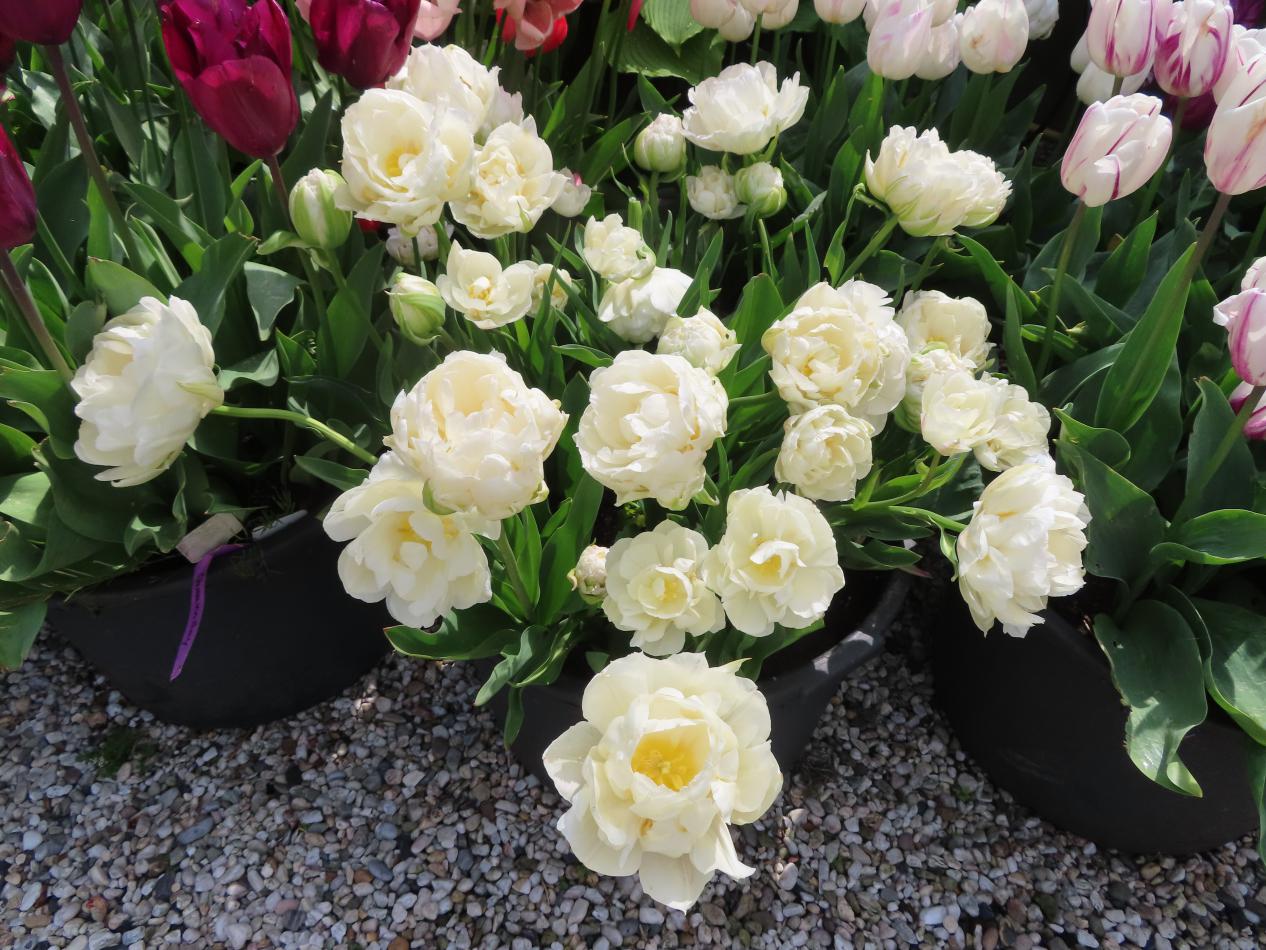 Tulp-Ice-Age-1 Ice Age - Afbeelding 1