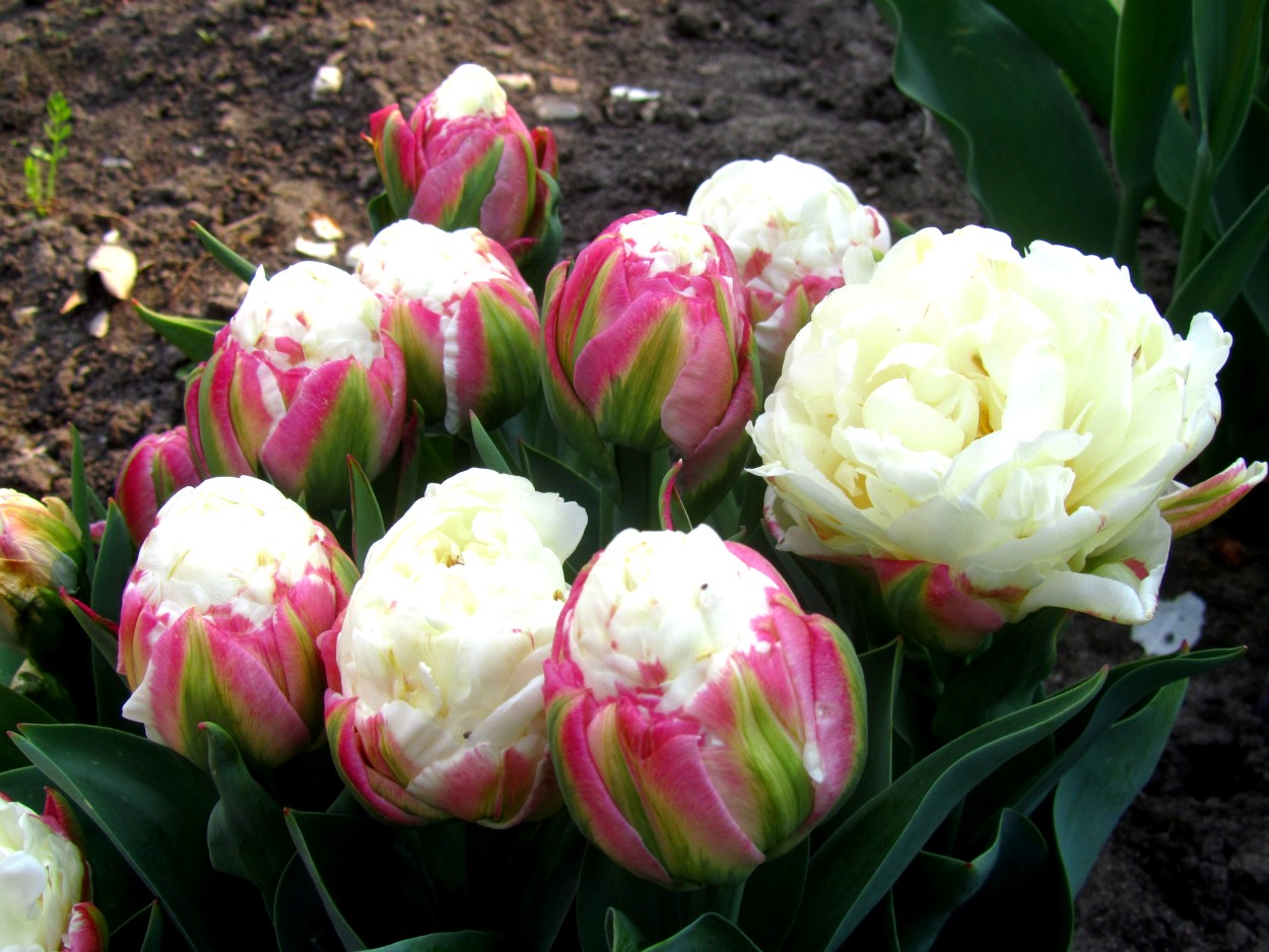 Tulp-Ice-Cream-1 Ice Cream - Afbeelding 1