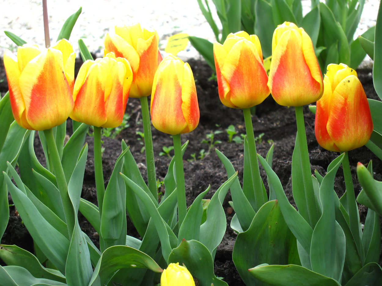 Tulp-Ice-Lolly-1 Ice Lolly - Afbeelding 1