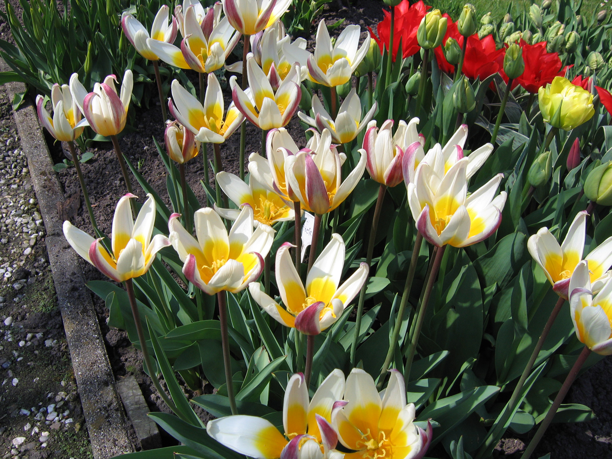 Tulp-Ice-Stick-1 Ice Stick - Afbeelding 1
