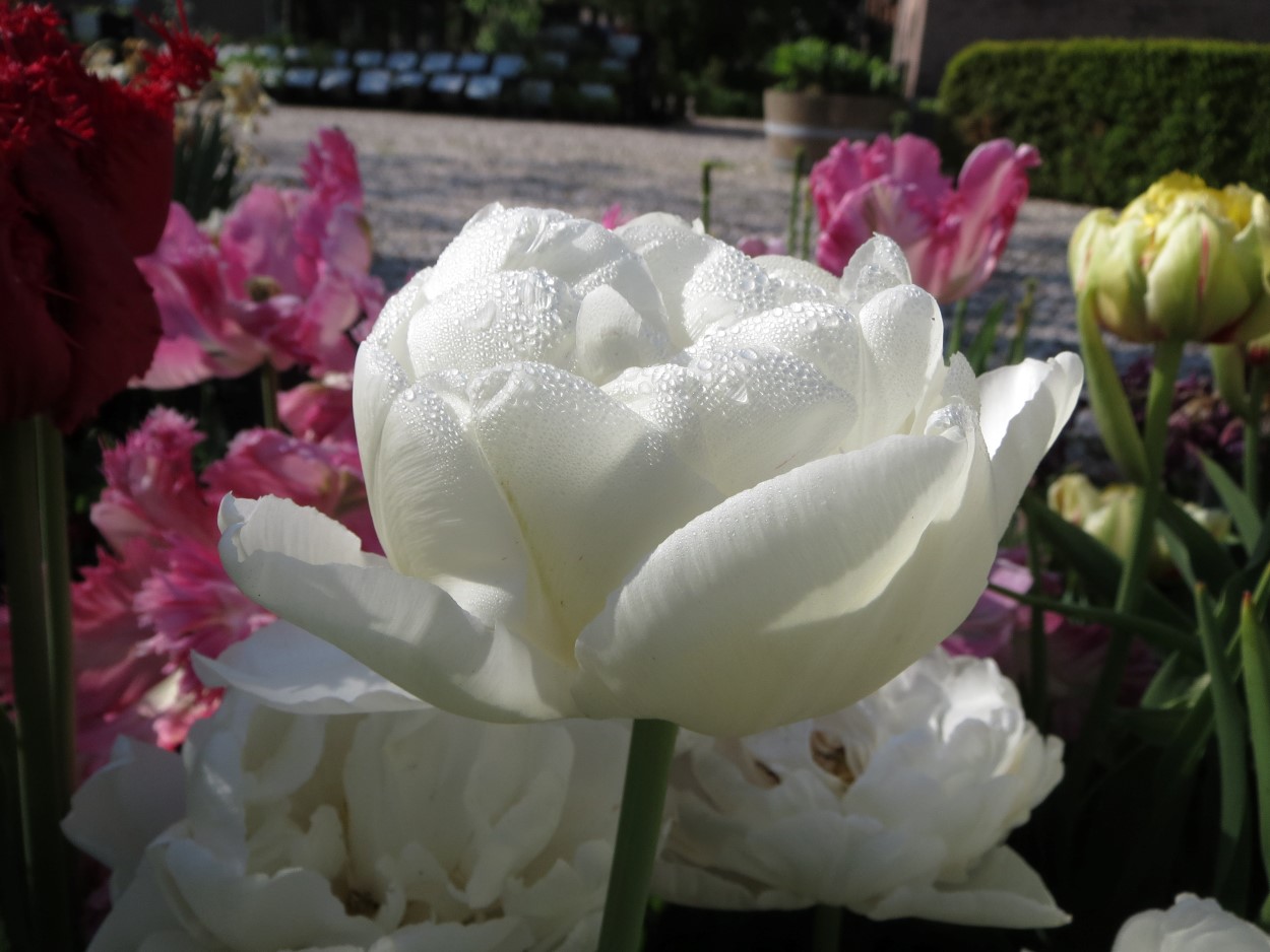 Tulp-Ice-Wonder-1 Ice Wonder - Afbeelding 1