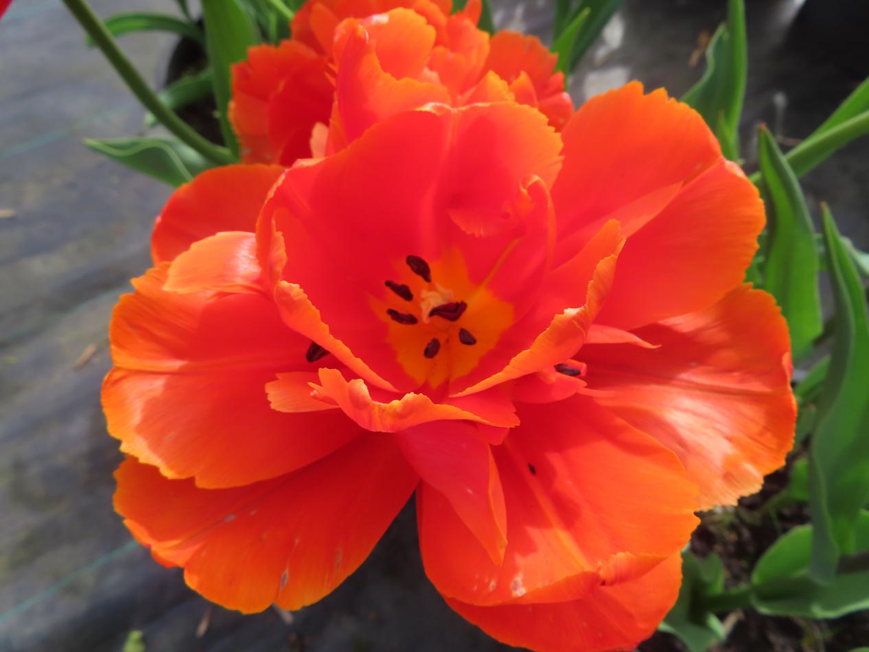 Tulp-Icoon-1 Icoon - Afbeelding 1
