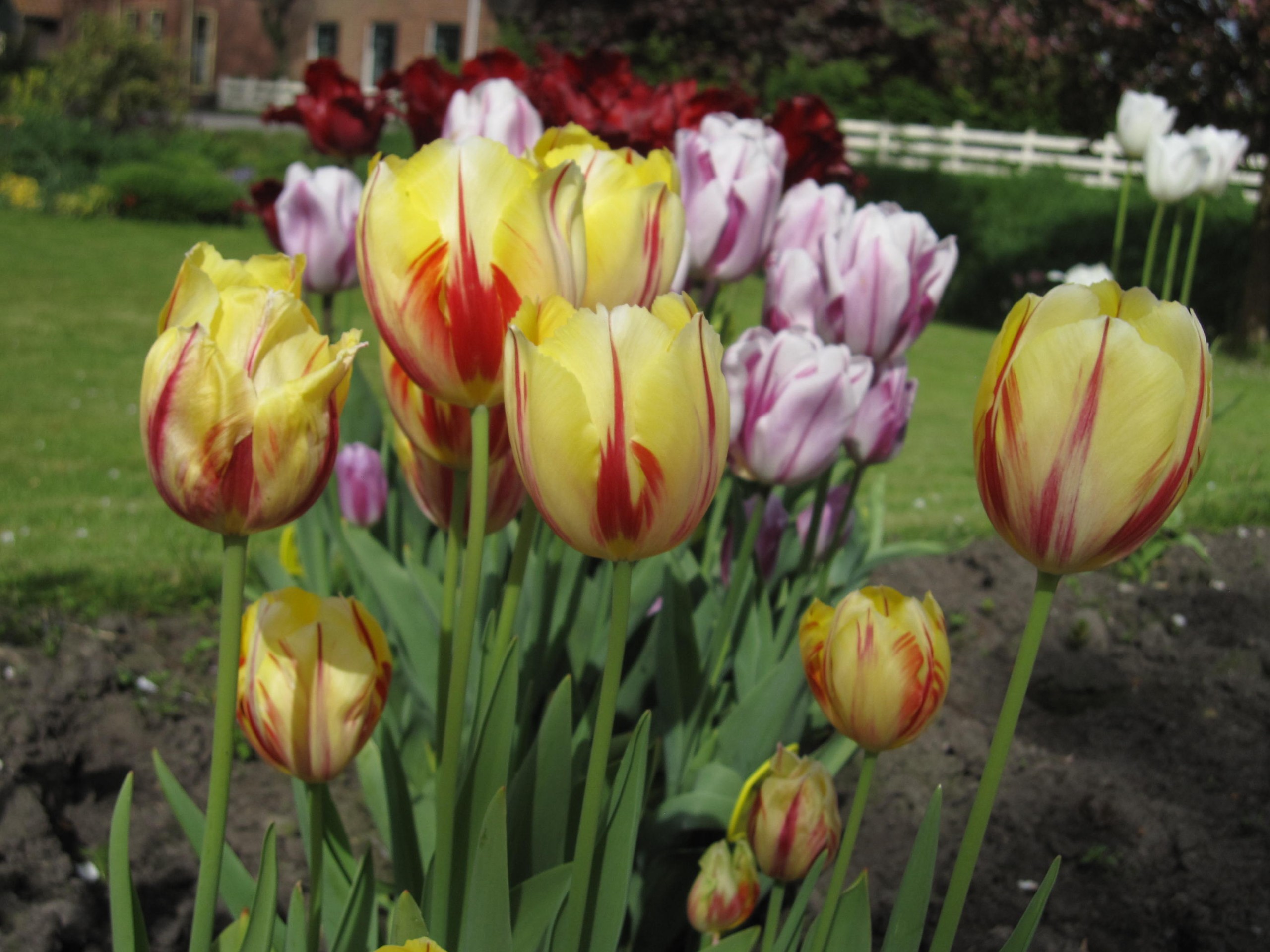 Tulp-Ida-1 Ida - Afbeelding 1