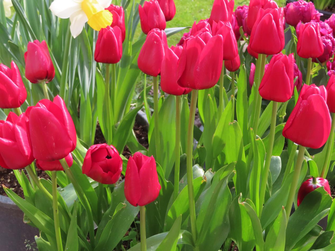 Tulp-Ile-de-France-1 IIle de France - Afbeelding 1