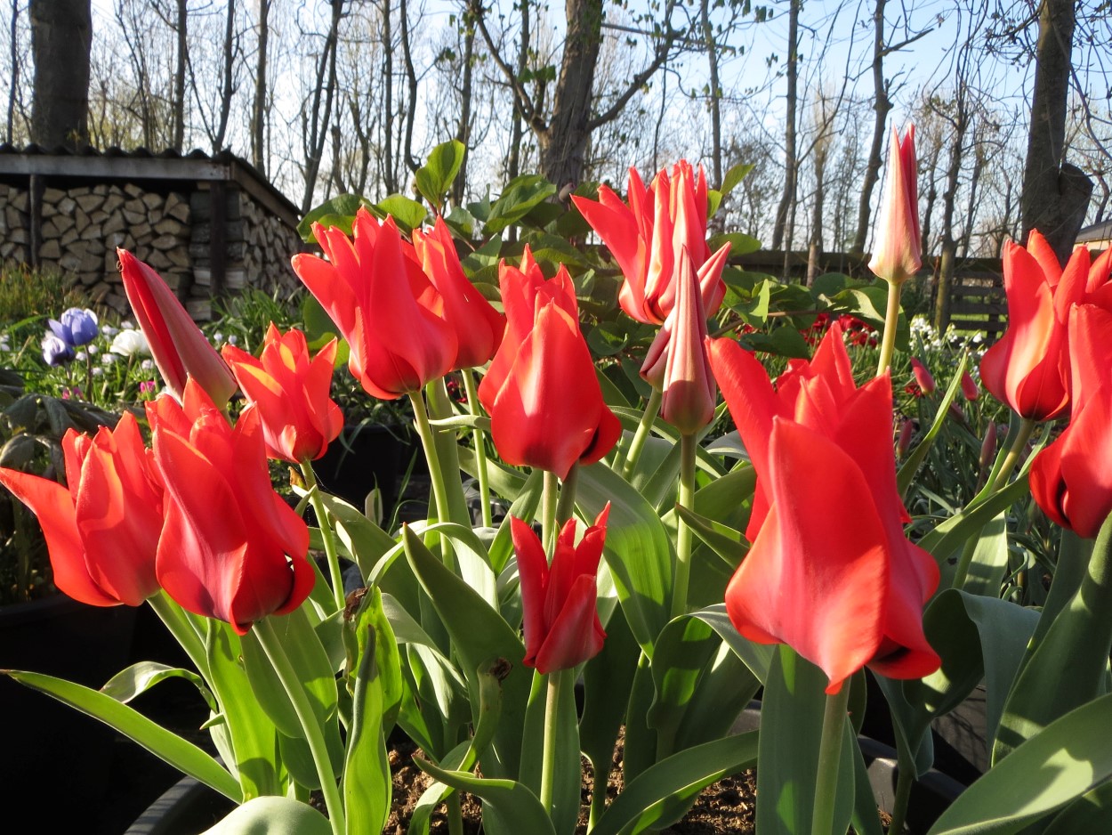 Tulp-Ingens-1 Ingens - Afbeelding 1