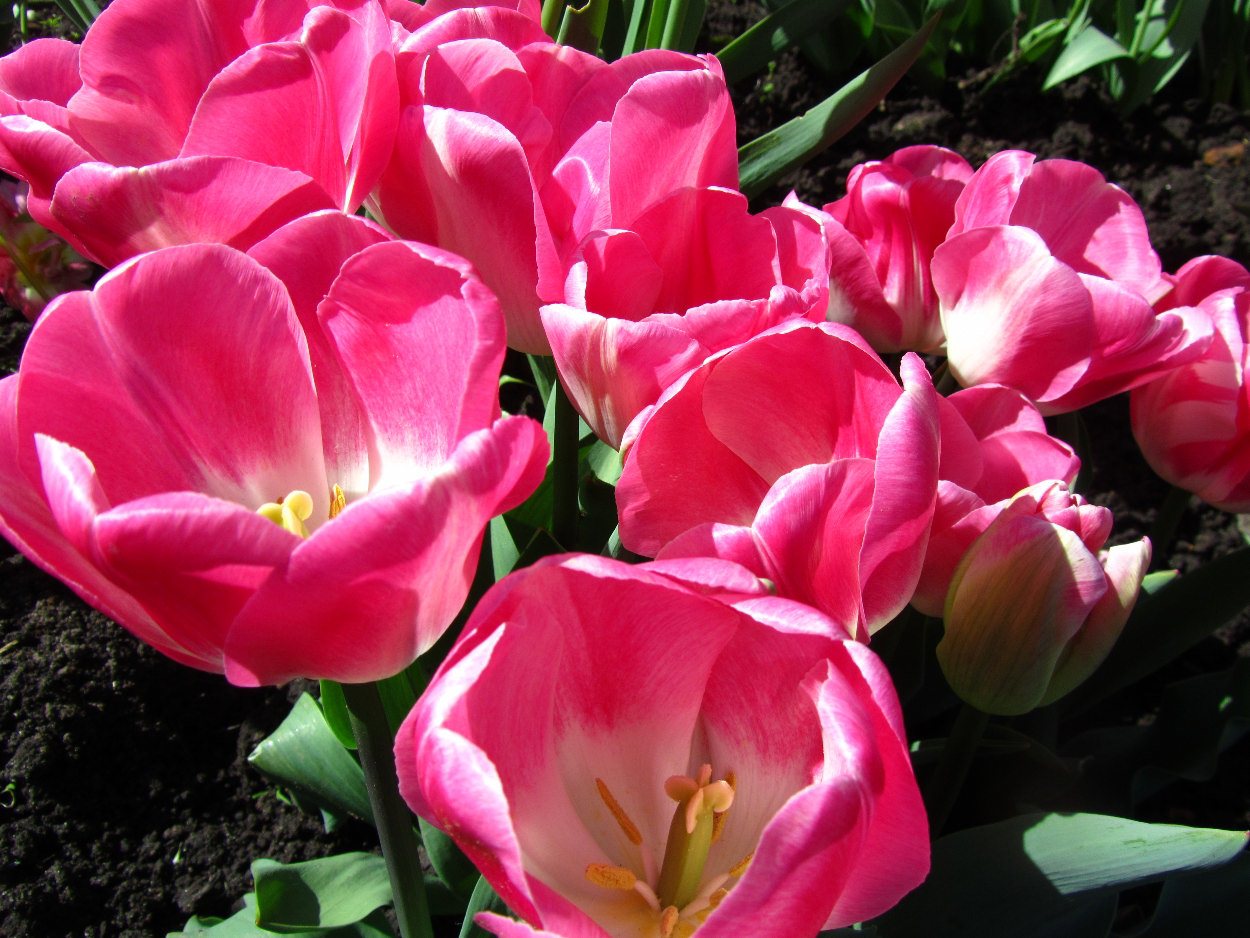 Tulp-Innuendo-1 Innuendo - Afbeelding 1