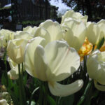 Ivory Floradale