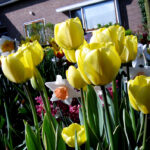 Jaap Groot