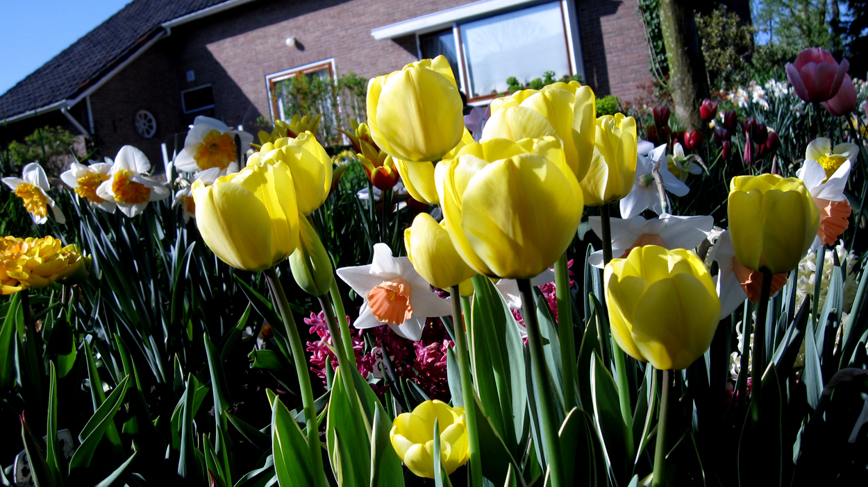 Tulp-Jaap-de-Groot-1 Jaap Groot - Afbeelding 1