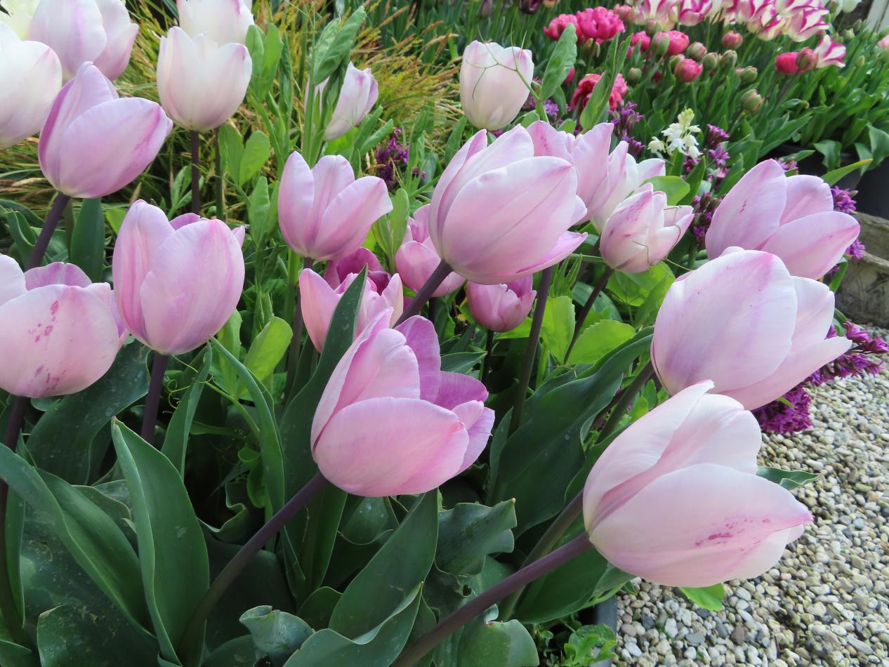Tulp-Jaccuzi-1 Jacuzzi - Afbeelding 1