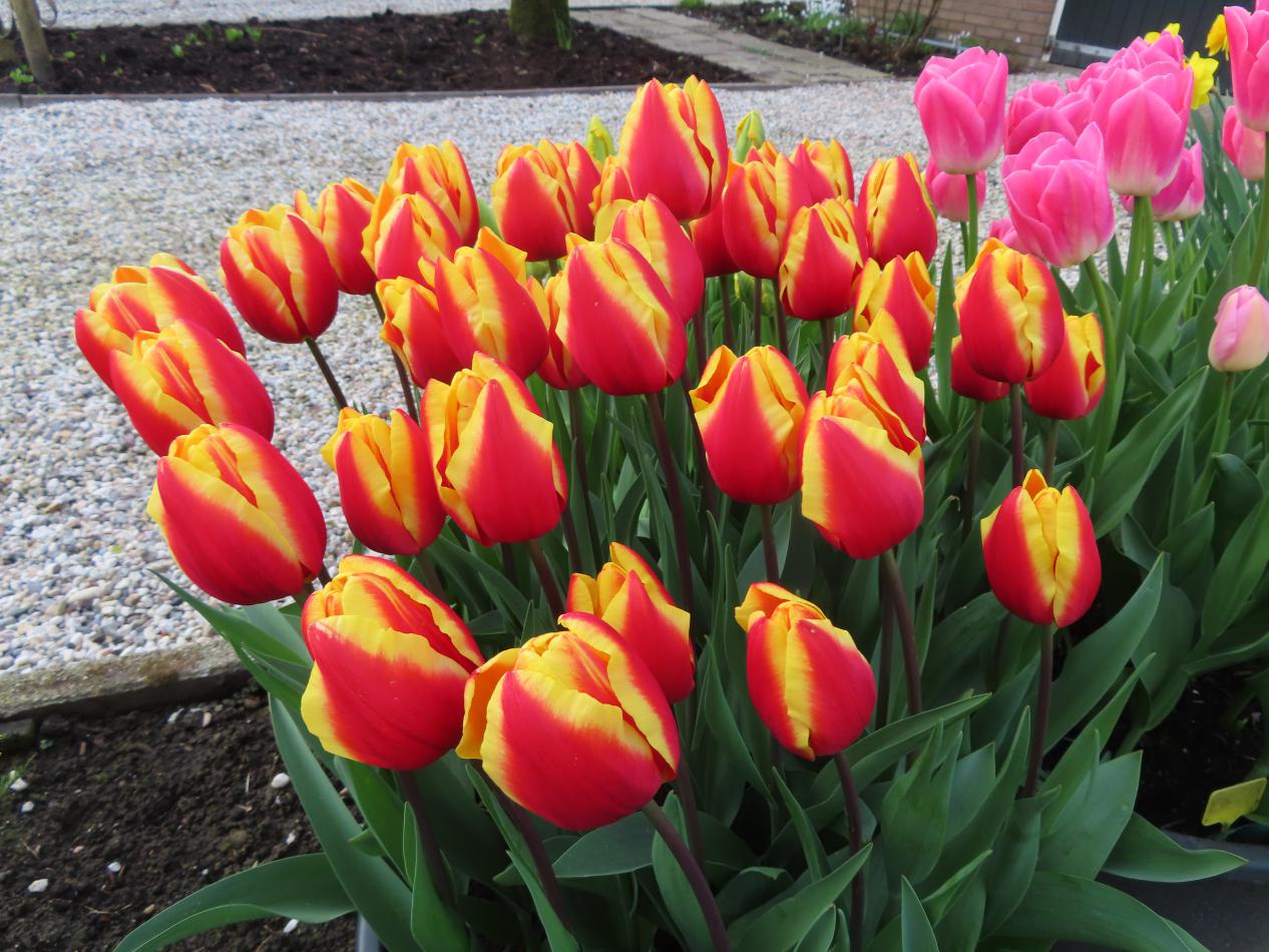 Tulp-Jan-Seignette-1 Jan Seignette - Afbeelding 1