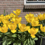 Jan van Nes