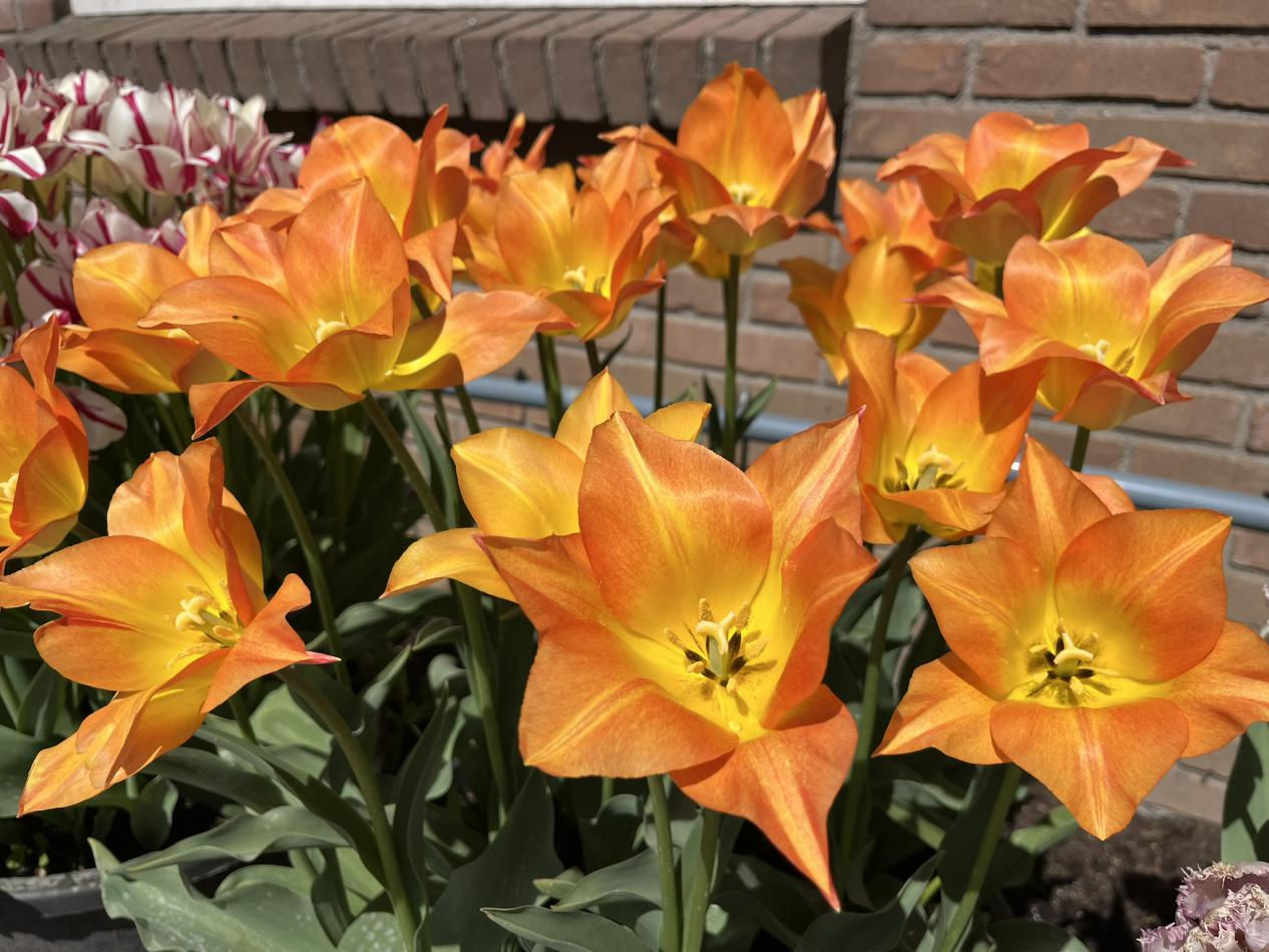 Tulp-Je-Taime-1 Je Taime - Afbeelding 1