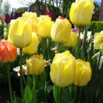 Jewel of Spring